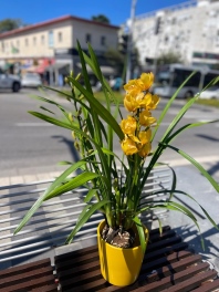 סחלב סימבידיום צהוב